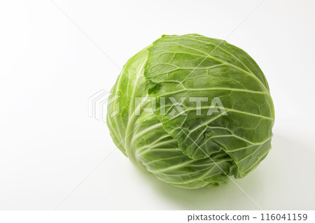 白色背景白菜 116041159