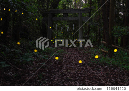 Hotaria parvula flying around the torii Hotaria parvula flying around the torii 116041220