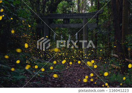 Hotaria parvula flying around the torii 116041223