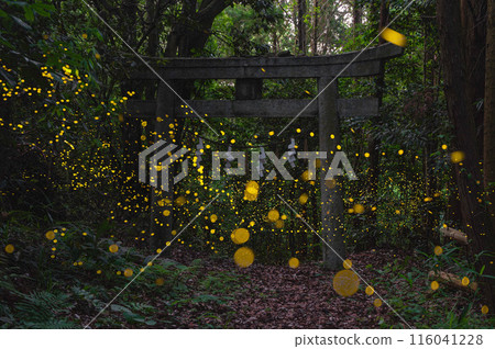 Hotaria parvula flying around the torii Hotaria parvula flying around the torii 116041228