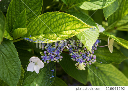 藍色繡球花 116041292