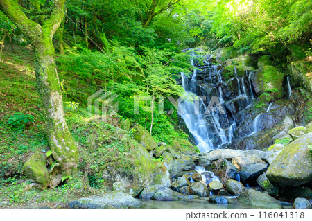 Shiraito Falls in early summer, Itoshima City, Fukuoka Prefecture 116041318
