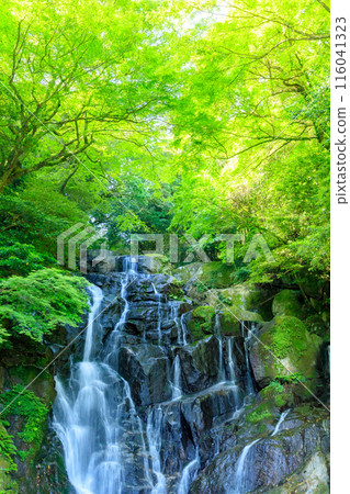 Shiraito Falls in early summer, Itoshima City, Fukuoka Prefecture Shiraito Falls in early summer, Itoshima City, Fukuoka Prefecture 116041323