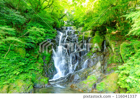 Shiraito Falls in early summer, Itoshima City, Fukuoka Prefecture Shiraito Falls in early summer, Itoshima City, Fukuoka Prefecture 116041337