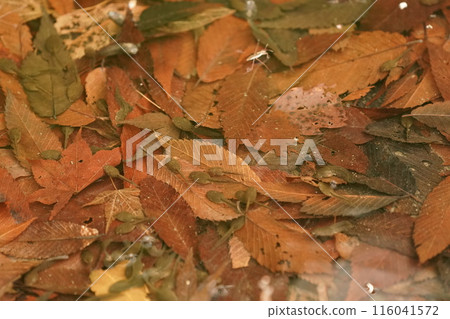 Brown tadpole 116041572