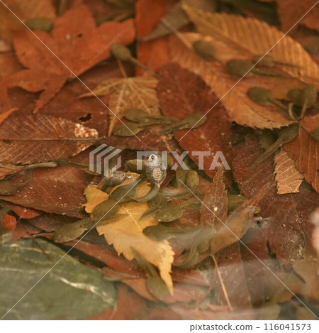 Brown tadpole 116041573