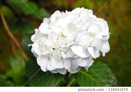 閃亮的白色繡球花 閃亮的白色繡球花 116041878