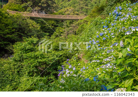 Hydrangeas along the Mikaeri Falls Promenade Hydrangeas along the Mikaeri Falls Promenade 116042343