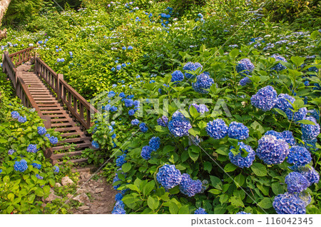 Hydrangeas along the Mikaeri Falls Promenade 116042345