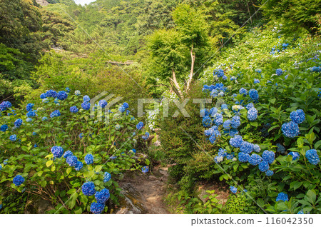 米蓋瑞瀑布長廊上的繡球花 116042350