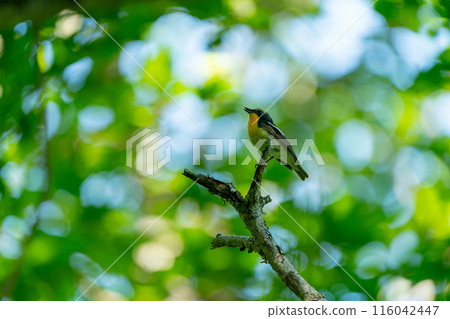 在樹枝上停下的皇冠 116042447