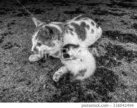 Mother and Child: Kitten Born in Spring Mother and Child: Kitten Born in Spring 116042494