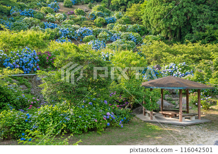 Hydrangeas along the Mikaeri Falls Promenade Hydrangeas along the Mikaeri Falls Promenade 116042501
