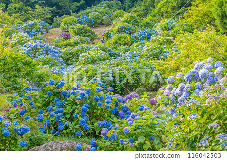 Hydrangeas along the Mikaeri Falls Promenade Hydrangeas along the Mikaeri Falls Promenade 116042503