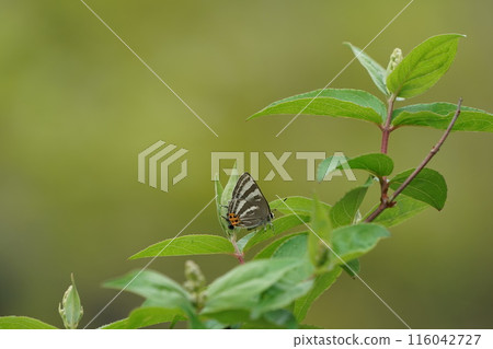 Trough spring spring type 116042727