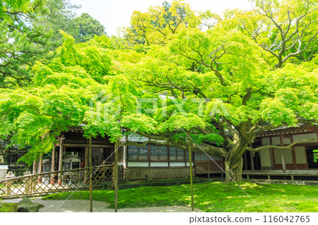 Early summer at Raizan Sennyoji Daihio-in Temple in Itoshima City, Fukuoka Prefecture 116042765
