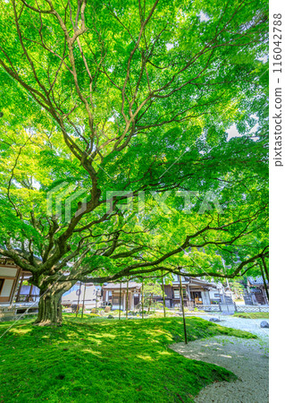初夏 雷山千如寺大神王院 福岡縣絲島市 116042788