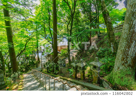 Early summer at Raizan Sennyoji Daihio-in Temple in Itoshima City, Fukuoka Prefecture 116042802
