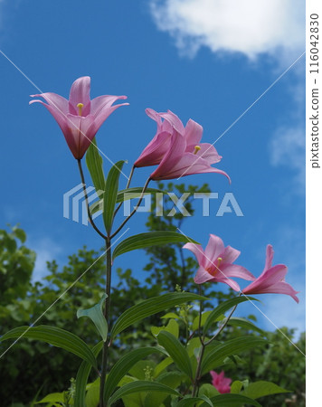 面向藍天的姬佐百合1 面向藍天的姬佐百合1 116042830