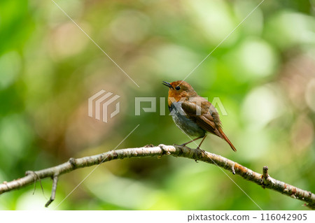 在樹枝上停下來的公報 116042905