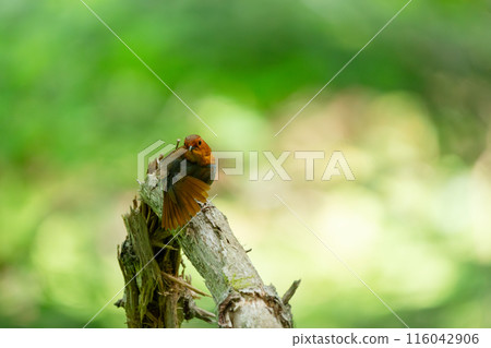 知更鳥棲息在樹上 116042906