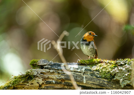 知更鳥棲息在樹上 知更鳥棲息在樹上 116042907