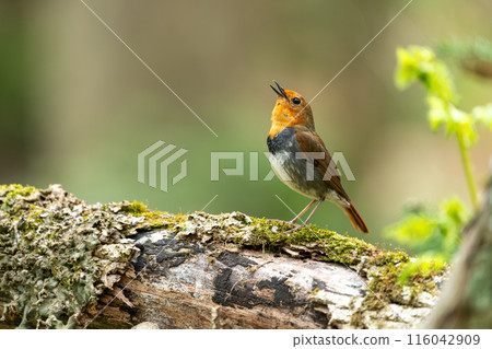 在樹枝上停下來的公報 116042909