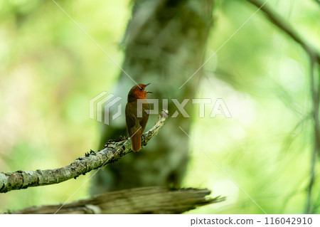 在樹枝上停下來的公報 116042910