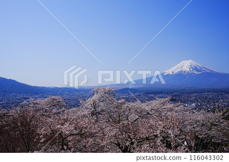日本山梨縣新倉山淺間公園春櫻花富士山 日本山梨縣新倉山淺間公園春櫻花富士山 116043302