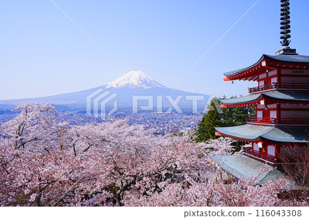 日本山梨縣新倉山淺間公園春櫻花富士山五層寶塔 日本山梨縣新倉山淺間公園春櫻花富士山五層寶塔 116043308