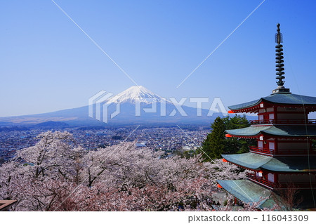 日本山梨縣新倉山淺間公園春櫻花富士山五層寶塔 日本山梨縣新倉山淺間公園春櫻花富士山五層寶塔 116043309