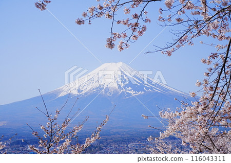 日本山梨縣新倉山淺間公園春櫻花富士山 日本山梨縣新倉山淺間公園春櫻花富士山 116043311