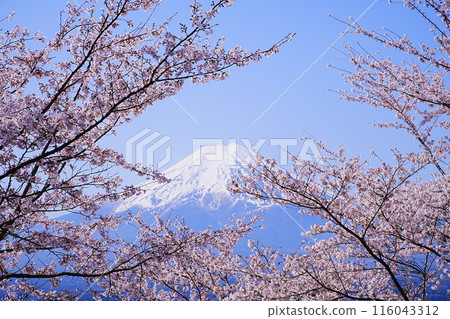 日本山梨縣新倉山淺間公園春櫻花富士山 日本山梨縣新倉山淺間公園春櫻花富士山 116043312