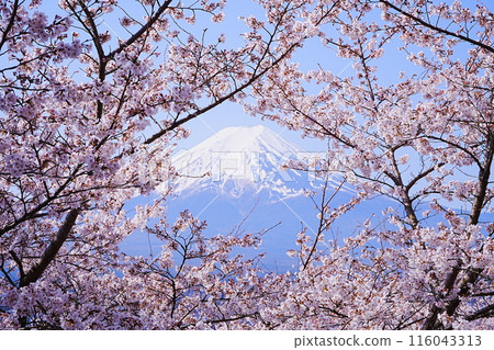 日本山梨縣新倉山淺間公園春櫻花富士山 116043313