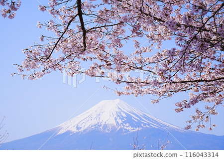 日本山梨縣新倉山淺間公園春櫻花富士山 日本山梨縣新倉山淺間公園春櫻花富士山 116043314