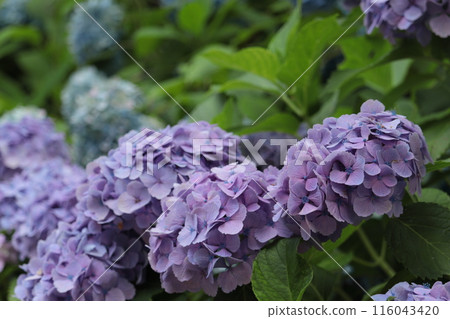 繡球花盛開在雨季的清除 116043420