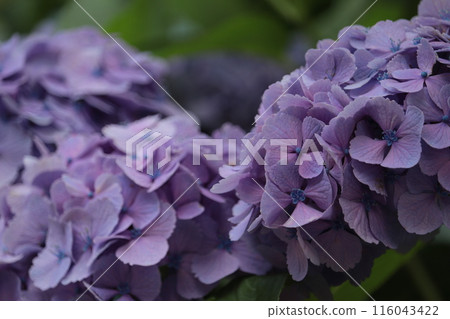 Lily purple hydrangea 116043422