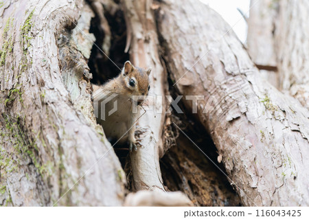 A Hokkaido chipmunk eating an insect on a tree A Hokkaido chipmunk eating an insect on a tree 116043425