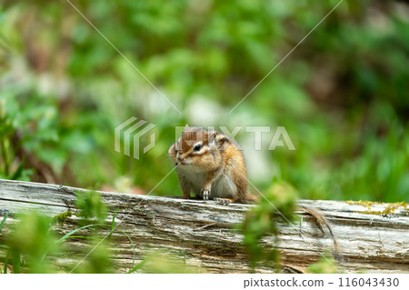 A Hokkaido chipmunk relaxing on a tree 116043430