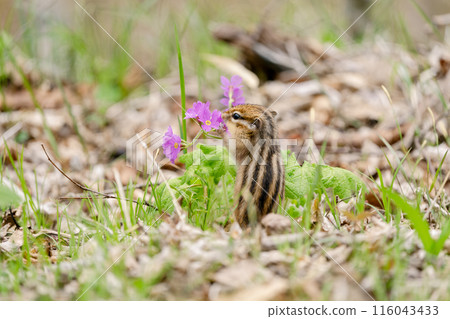 蝦夷花栗鼠在地上吃報春花 116043433