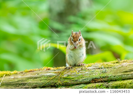 A Hokkaido chipmunk stands up on a tree and grooms itself A Hokkaido chipmunk stands up on a tree and grooms itself 116043453