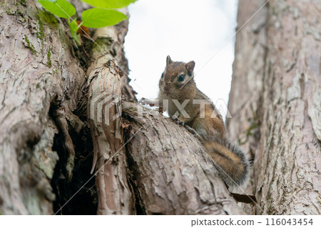 A Hokkaido chipmunk appears on a tree 116043454