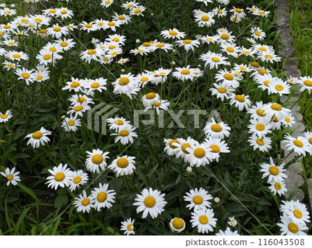 初夏公園裡盛開的白色雛菊 116043508