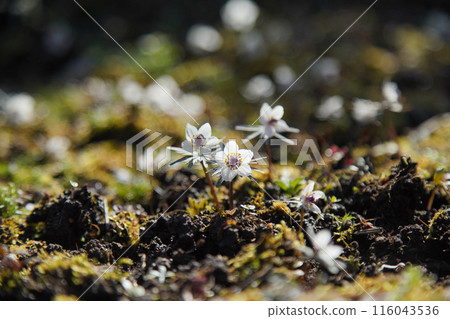 Setsubunsou growing in the mountains Setsubunsou growing in the mountains 116043536