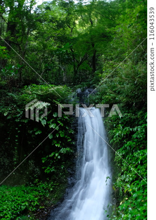 Falls flowing through the forest Falls flowing through the forest 116043539