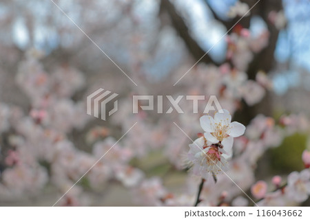 梅花告訴春天的到來 梅花告訴春天的到來 116043662