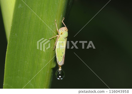 巨型葉蟬（撒尿） 116043958