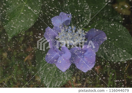 Hydrangea on a rainy day 116044079