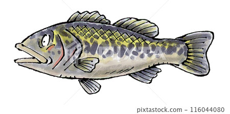 Black Bass 116044080