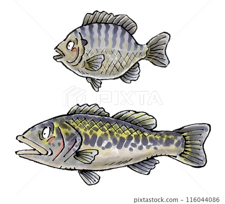 黑鱸和翻車魚 116044086